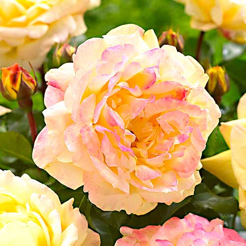 Krūminė rožė Lampion interface.art nuotrauka 1 Krūminė rožė Lampion interface.image 1 interface.art 5823