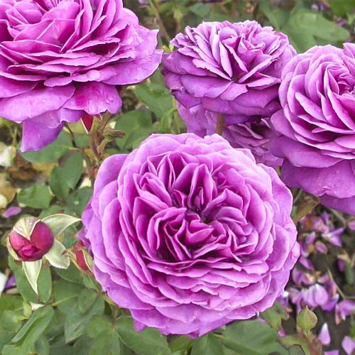 Krūminė rožė Old Port interface.image 1 interface.art 6217