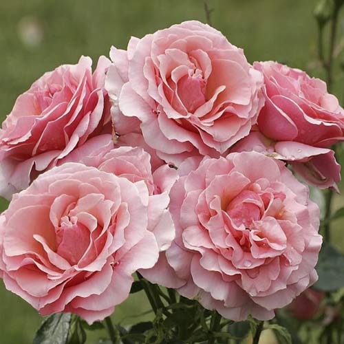 Krūminė rožė Poesie interface.image 1 interface.art 6219