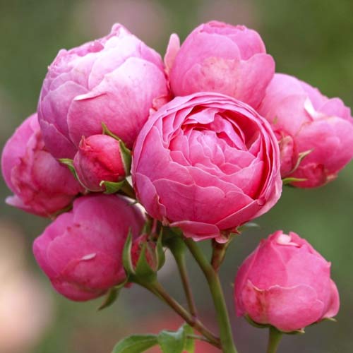 Krūminė rožė Pomponella Fairy Tale interface.image 1 interface.art 6220