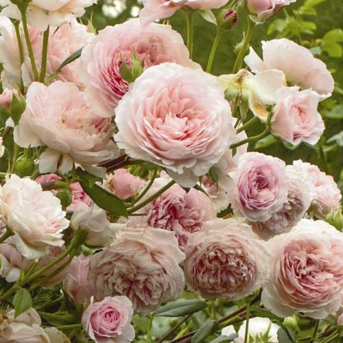 Krūminė rožė William Morris interface.image 1 interface.art 6221