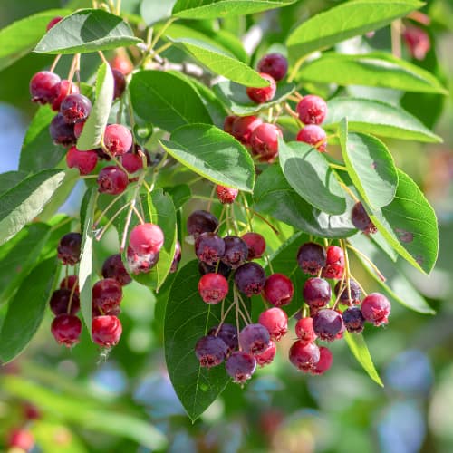 Lamarko medlieva Amelanchier Lamarckii interface.art nuotrauka 1 Lamarko medlieva Amelanchier Lamarckii interface.image 1 interface.art 5853