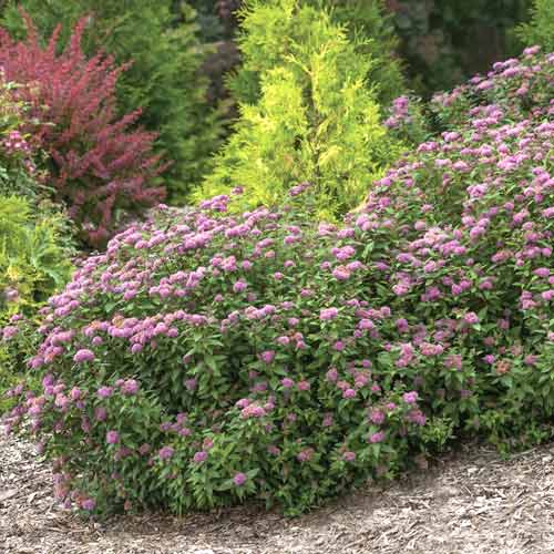 Lanksva Double Play Artist ®, С3 interface.image 1 interface.art 8581