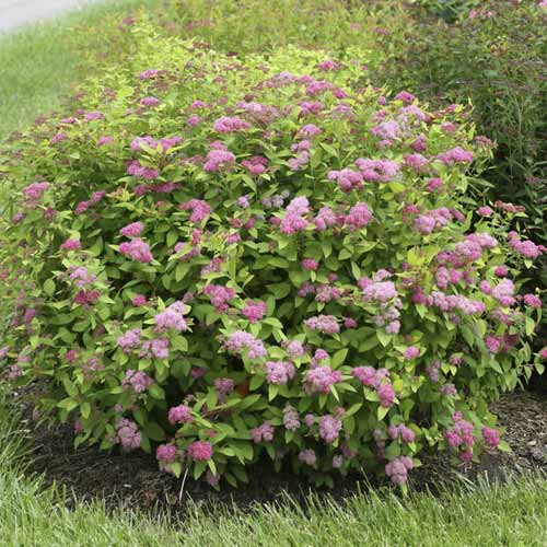 Lanksva Double Play Big Bang ®, С3 interface.image 1 interface.art 8582