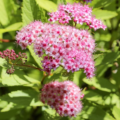 Lanksva japonica Crispa interface.art nuotrauka 1 Lanksva japonica Crispa interface.image 1 interface.art 2044