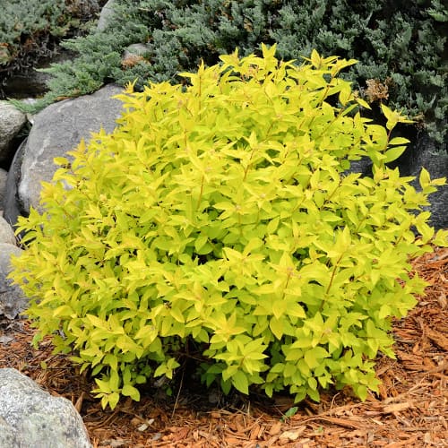 Lanksva japonica Goldmound interface.art nuotrauka 1 Lanksva japonica Goldmound interface.image 1 interface.art 2045