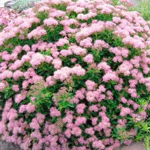 Lanksva japonica Little Princess interface.art nuotrauka 1 Lanksva japonica Little Princess interface.image 1 interface.art 9100