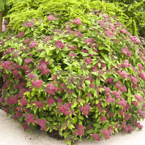 Lanksva pilkoji Dart's Red, C3 interface.image 1 interface.art 7729