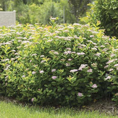 Lanksva Pink Sparkler PBR, С3 interface.image 1 interface.art 8579