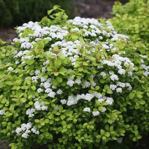 Lanksva Tor Gold PBR, С2 interface.image 1 interface.art 8580