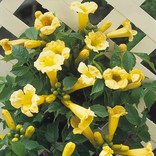 Ląstūnė Campsis Flava, С2 interface.image 1 interface.art 8210