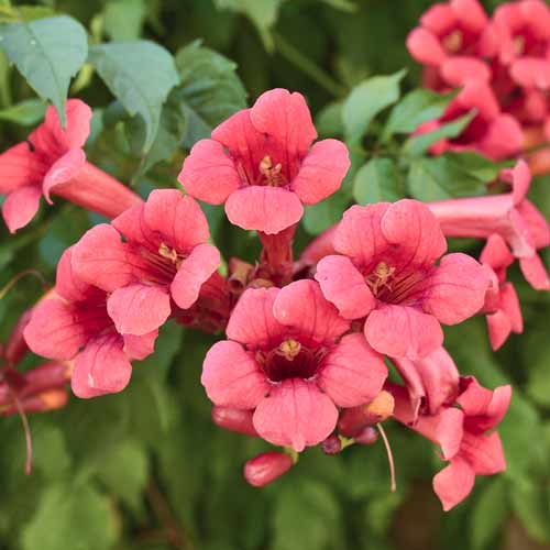 Ląstūnė Campsis Gabor, С2 interface.image 1 interface.art 8211