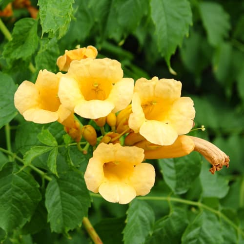 Ląstūnė Campsis Judy interface.image 1 interface.art 9153