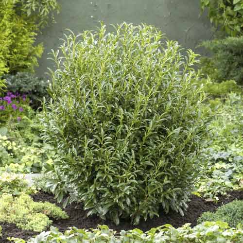 Lauravyšnė Sofia PBR, С3 interface.image 1 interface.art 8570