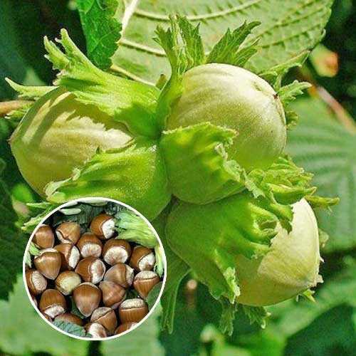 Lazdyno riešutas Barcelonski, С2 interface.image 1 interface.art 7037