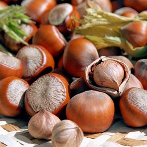 Lazdyno riešutas Jefferson interface.image 1 interface.art 6933