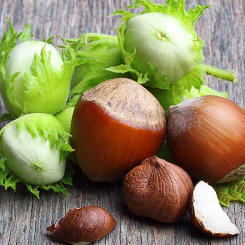 Lazdyno riešutas Sacajawea interface.image 1 interface.art 6932