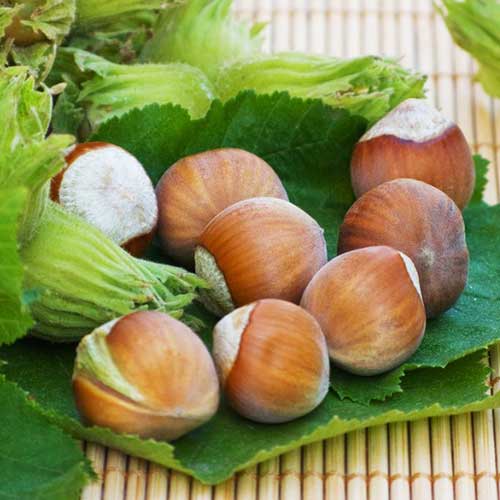 Lazdyno riešutas Yamhill interface.art nuotrauka 1 Lazdyno riešutas Yamhill interface.image 1 interface.art 6931