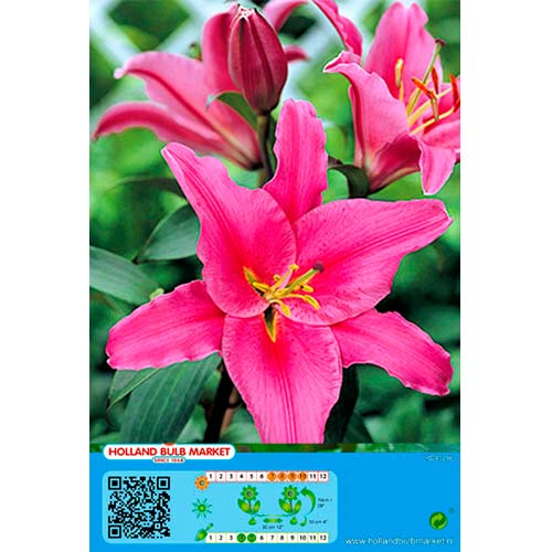 Lelija Acapulco interface.image 1 interface.art 76465