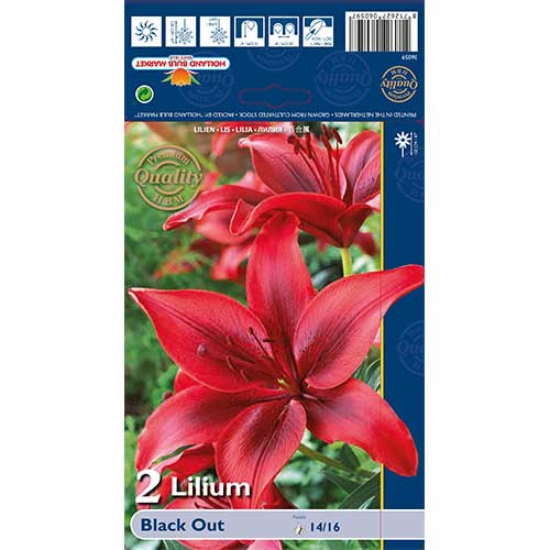 Lelija azijietiška Black Out interface.art nuotrauka 1 Lelija azijietiška Black Out interface.image 1 interface.art 67387