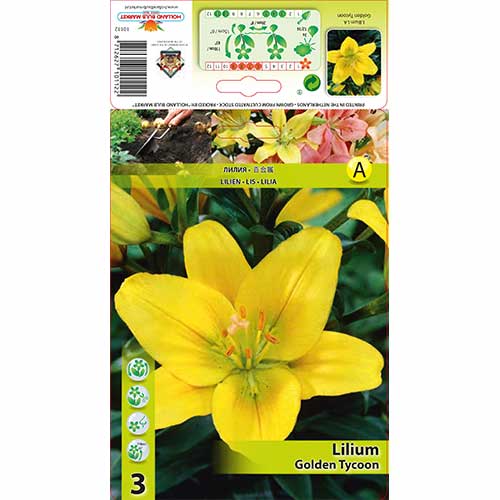 Lelija hibridinė Golden Tycoon interface.image 1 interface.art 76602