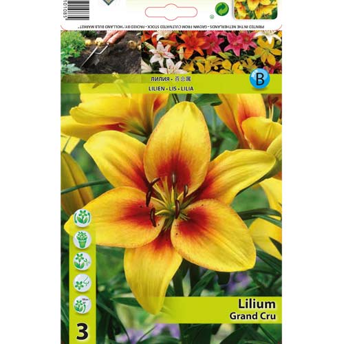 Lelija azijietiška Grand Cru interface.image 1 interface.art 76468