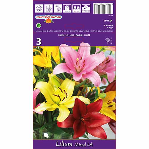 Lelija rytietiška L.A., mišinys interface.image 1 interface.art 70212