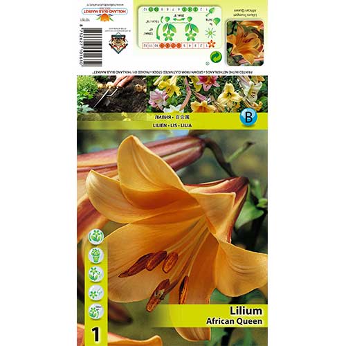 Lelija (Lilium) African Queen interface.image 1 interface.art 70422