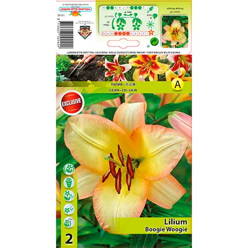 Lelija (Lilium) Boogie Woogie interface.image 1 interface.art 70423