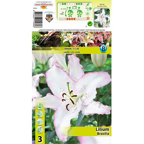 Lelija (Lilium) Brasilia interface.image 1 interface.art 70424