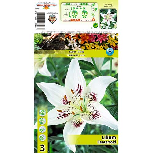 Lelija (Lilium) Centerfold interface.art nuotrauka 1 Lelija (Lilium) Centerfold interface.image 1 interface.art 70425
