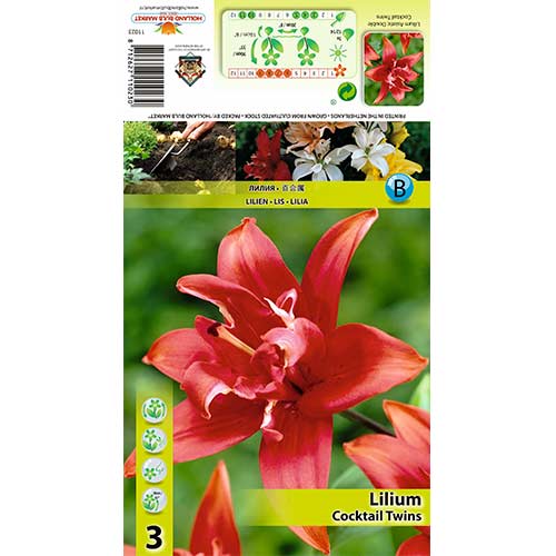 Lelija (Lilium) Coctail Twins interface.image 1 interface.art 70426