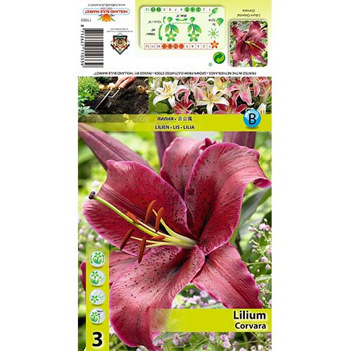 Lelija (Lilium) Corvara interface.image 1 interface.art 70427