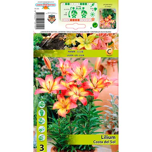Lelija (Lilium) Costa del Sol interface.image 1 interface.art 76604