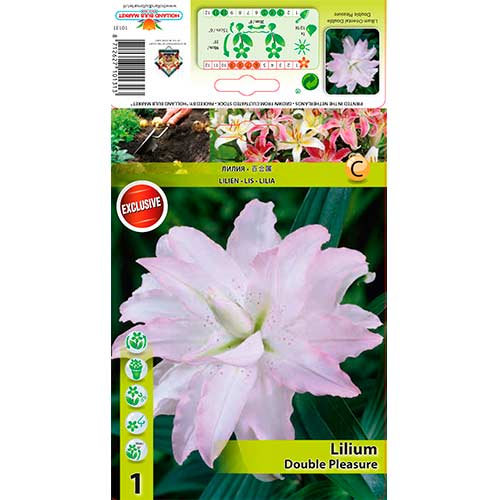 Lelija (Lilium) Double Pleasure interface.image 1 interface.art 76306