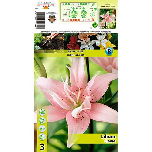 Lelija (Lilium) Elodie interface.image 1 interface.art 70428