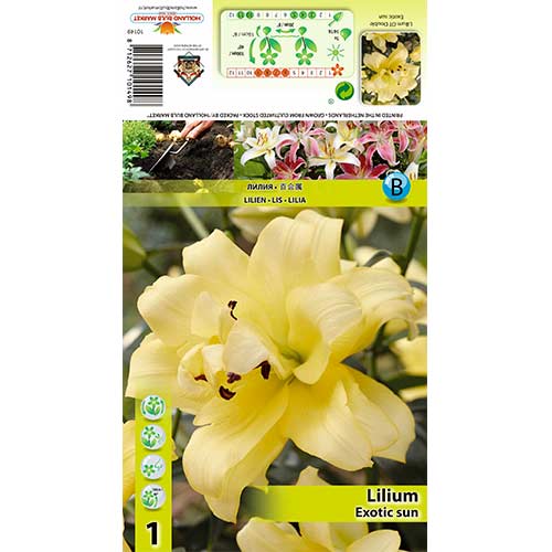 Lelija (Lilium) Exotic Sun interface.image 1 interface.art 70429