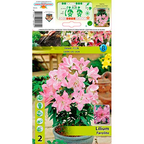 Lelija (Lilium) Farolito interface.image 1 interface.art 76308