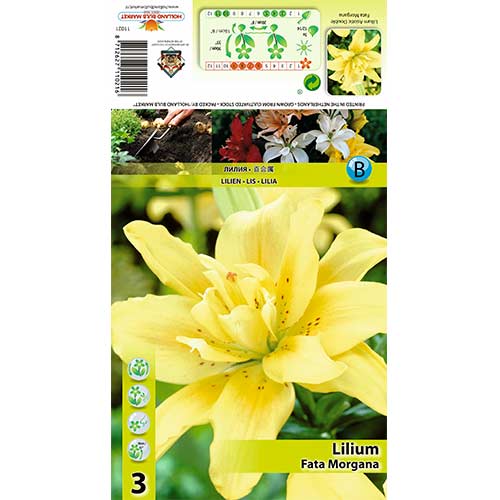 Lelija (Lilium) Fata Morgana interface.image 1 interface.art 70430