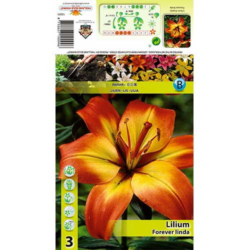 Lelija (Lilium) Forever Linda interface.image 1 interface.art 70431