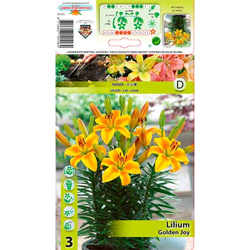 Lelija (Lilium) Golden Joy interface.art nuotrauka 1 Lelija (Lilium) Golden Joy interface.image 1 interface.art 76603
