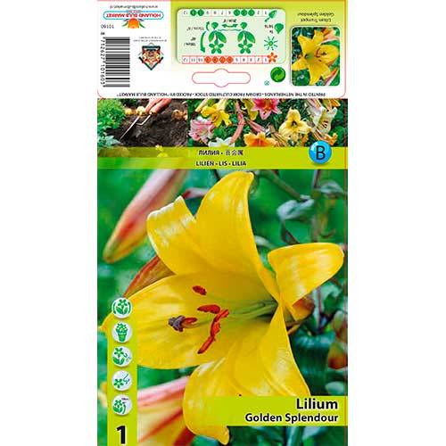 Lelija (Lilium) Golden Splendor interface.image 1 interface.art 76309