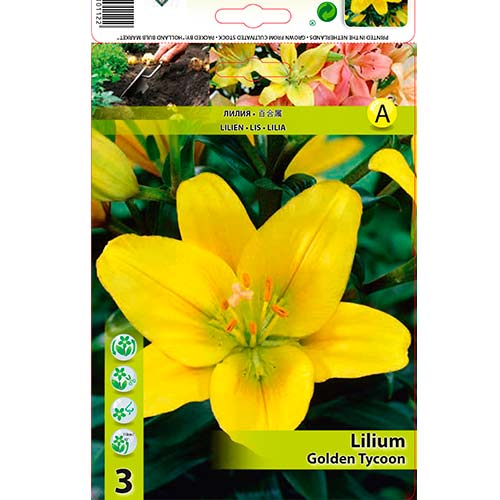 Lelija (Lilium) Golden Tycoon interface.image 1 interface.art 70468