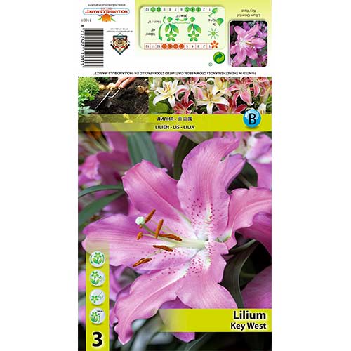 Lelija (Lilium) Key West interface.art nuotrauka 1 Lelija (Lilium) Key West interface.image 1 interface.art 70433