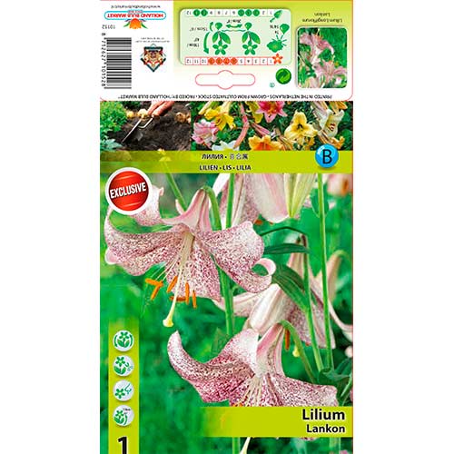 Lelija (Lilium) Lankon interface.art nuotrauka 1 Lelija (Lilium) Lankon interface.image 1 interface.art 76312