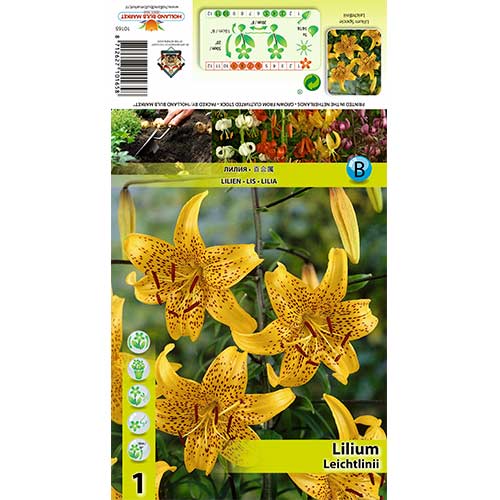 Lelija (Lilium) Leichtlinii interface.image 1 interface.art 70434