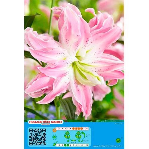 Lelija (Lilium) Lotus Elegance interface.art nuotrauka 1 Lelija (Lilium) Lotus Elegance interface.image 1 interface.art 76663
