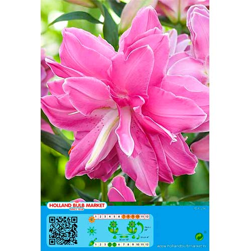 Lelija (Lilium) Lotus Wonder interface.image 1 interface.art 76665