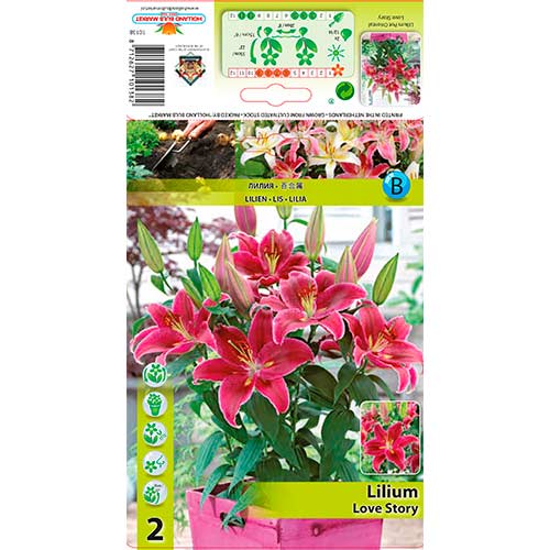 Lelija (Lilium) Love Story interface.art nuotrauka 1 Lelija (Lilium) Love Story interface.image 1 interface.art 76313