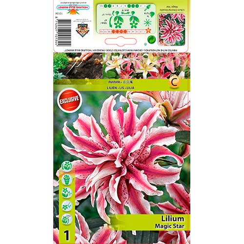 Lelija (Lilium) Magic Star interface.image 1 interface.art 76314